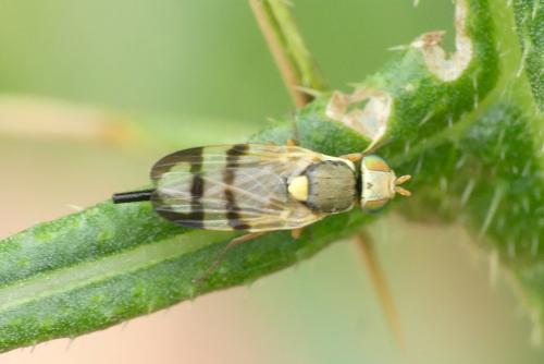 Réf. 285 371 : Urophora stylata